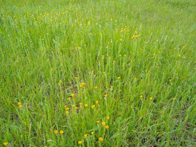 Flowers blooming in the healthy soils of the plots.