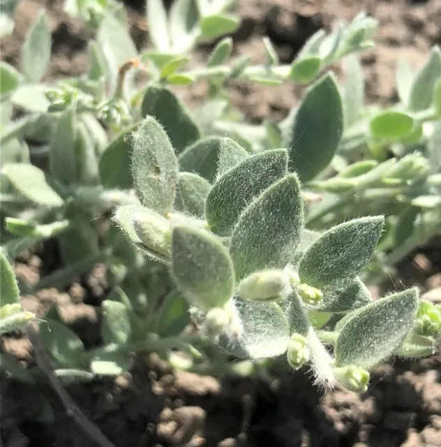alkali weed