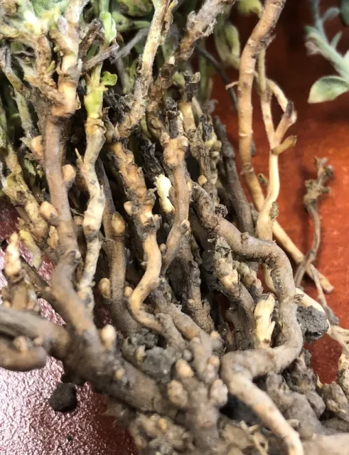 Alkaliweed crown