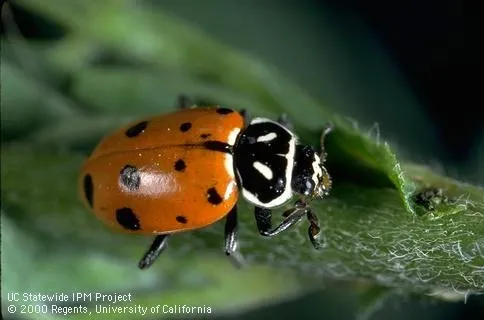 Convergent Lady Beetle Adult (Credit: Jack Kelly Clark)