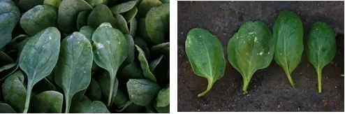 Chateau moved on dust moved large distances across this field