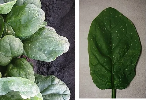 Fine, evenly-distributed pattern of herbicide spray drift; sometimes only the tips of some leaves are affected is they are protected by an upper leaf.