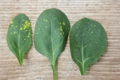 Fine pattern of yellow lesions (sublethal chemical burn)