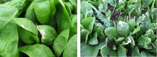 Burn from water-run fertilizer applications is similar to salt burn shown above. The burn will most often occur along the margins of the leaves and occur as large blotchy lesions