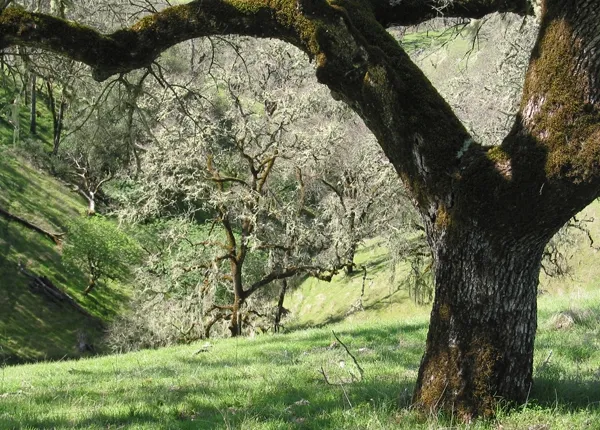Ghost pines, live oaks, black oaks, and madrones, among other trees, make their stand interspersed with annual and perennial grasses at the headwaters of a California watershed. Photo by David Lewis.