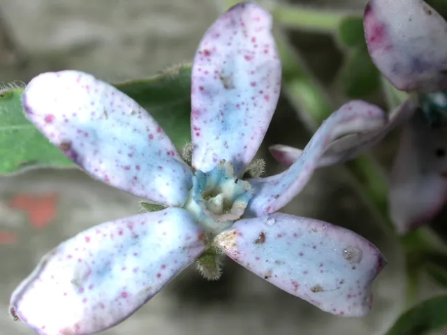 Fig 3. Tweedia (Oxypetalum) petals with early Botrytis symptoms. Note darkened spots are infected areas.