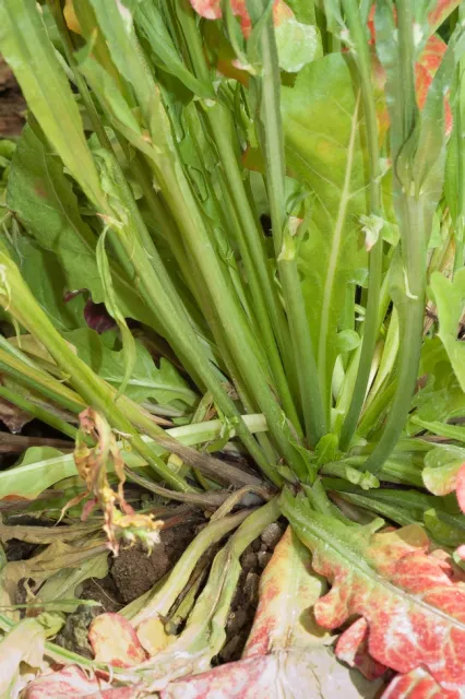 Fig 7. Annual statice (Limonium) grown for cut flowers in greenhouse. Cut stems became infected with Botrytis.