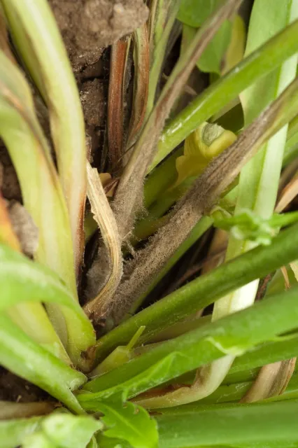 Fig 8 The cut stubs became infected and then moved into the young petioles of nearby leaves.