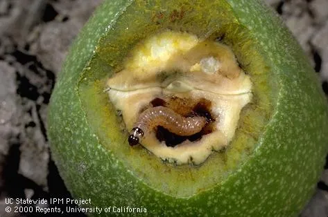 Codling moth larva feeding on walnuts. During winter, the larvae form cocoons and live the bark of trees.