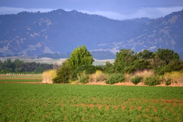 A native plant woody hedgerow in Yolo County, California. Image by Sacha Heath.