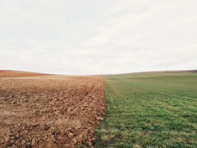 Field. Photo credit: Elizabeth Lies on Unsplash