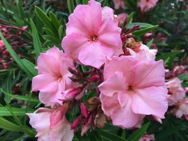 Oleander