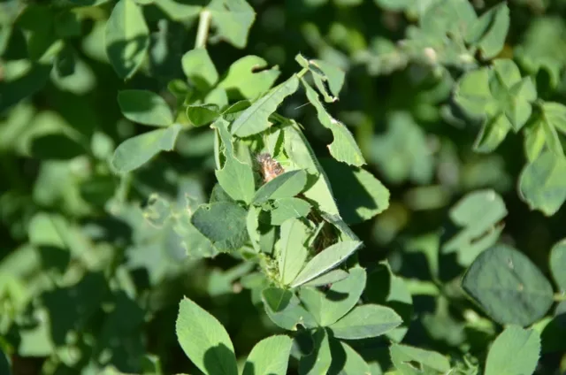 Alfalfa is not a host for painted lady caterpillars. However, they will spill over from weeds, and gather leaves to form silken tents like cocoons, before pupating and emerging as adults. Photo by Kevin Goding.