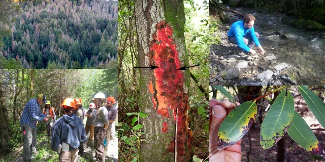 Collage of 5 pictures: Arial view of trees. Group in hardhats. Arrows indicating where on tree is infected. Stream monitoring. Infected leaves.