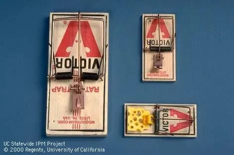 Mouse and rat traps (Credit: Jack Kelly Clark)