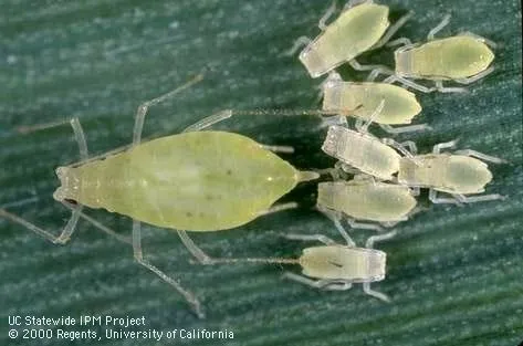 Rose grass aphids