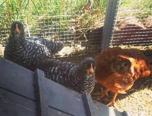 backyard chickens