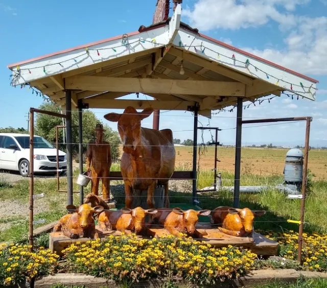 Glenn County is home to the dairy farm whose cow gave birth to quadruplet heifer calves (baby girls)