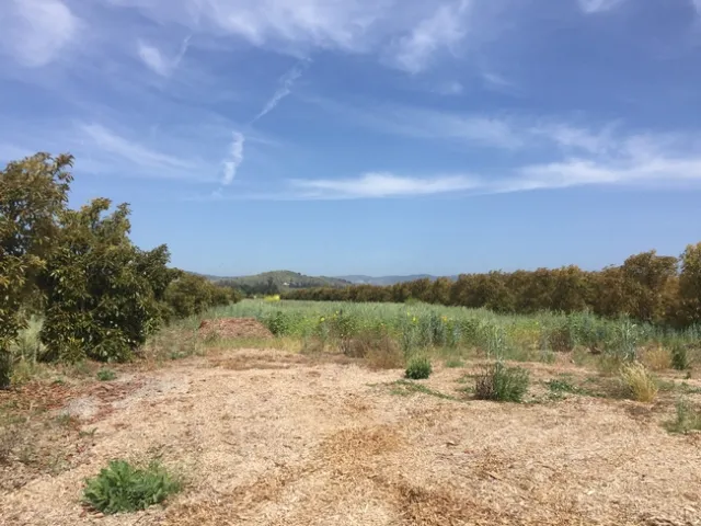Petty Ranch Cover Crops and Mulching