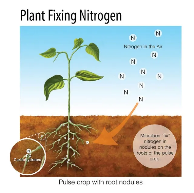 Nitrogen Fixing Legumes. Photo courtesy of permaculture.co.uk