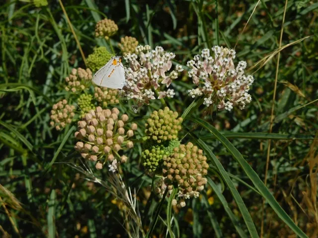 Photo by Jacqueline Shubitowski.