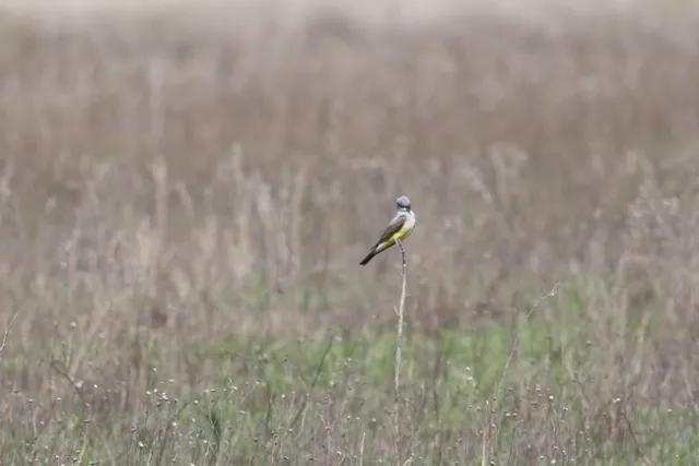 Western Kingbird from California Naturalist Academic Coordinator Greg Ira