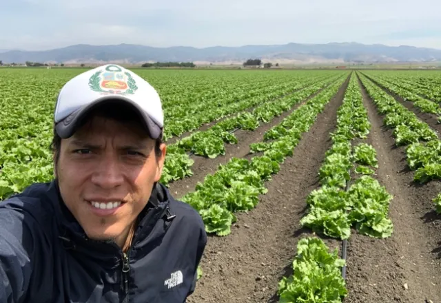 Alejandro Del Pozo-Valdivia, UC Cooperative Extension entomology advisor in Monterey, Santa Cruz and San Benito counties, in an iceberg lettuce field in Chualar, Calif.