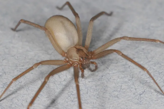 Adult brown recluse spider, <i>Loxosceles reclusa</i>. (Credit: R Vetter)