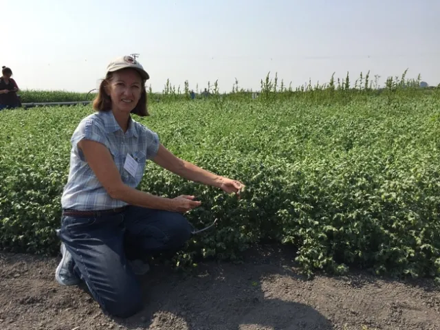 Rachael Long examines a garbanzo field in California for stand health.