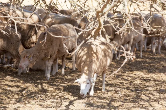 UDJ-L-HRECWildlife-0829-9