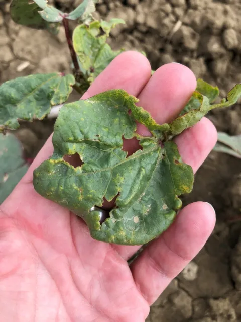 Hail Damage on Cotton