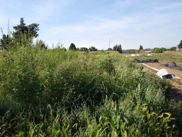 Quaker Oaks cover crop ready for mowing