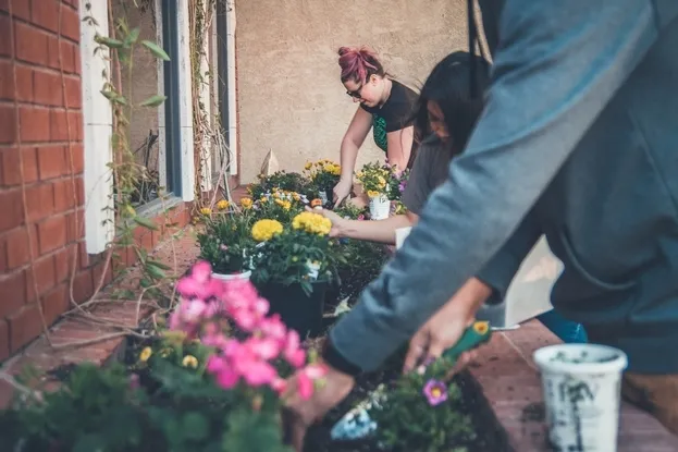 Hands working to plant flowers