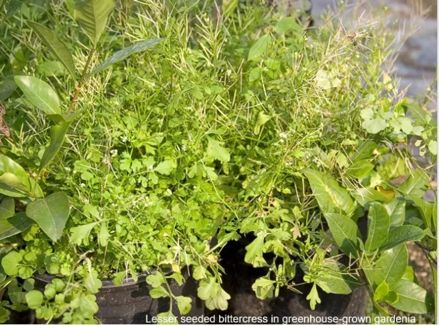 It Grows Like a Weed