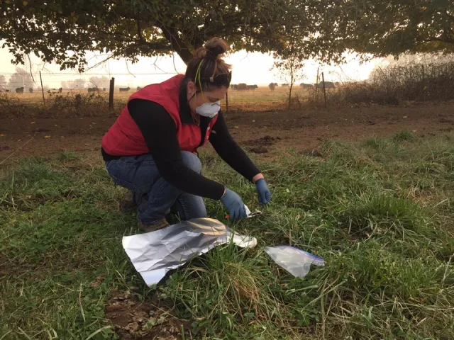irrigated pasture samples