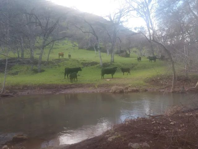 cows in burn zone march 2019