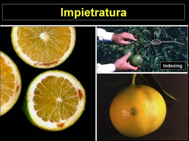 citrus impietratura