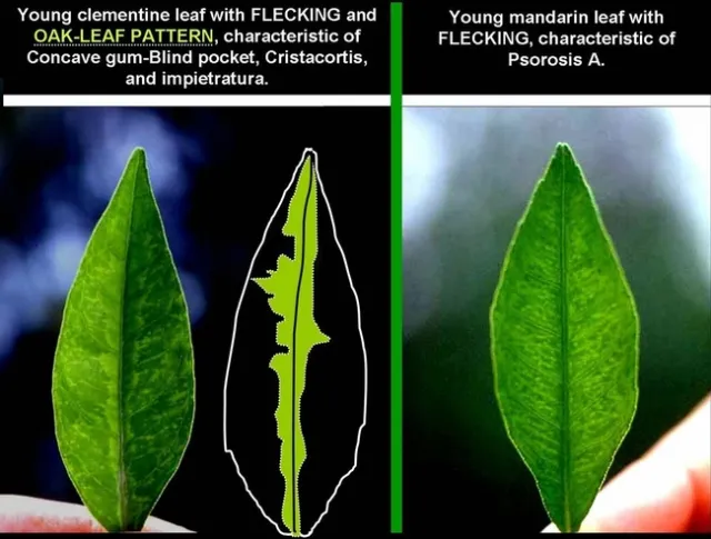 citrus psorosis oak leaf