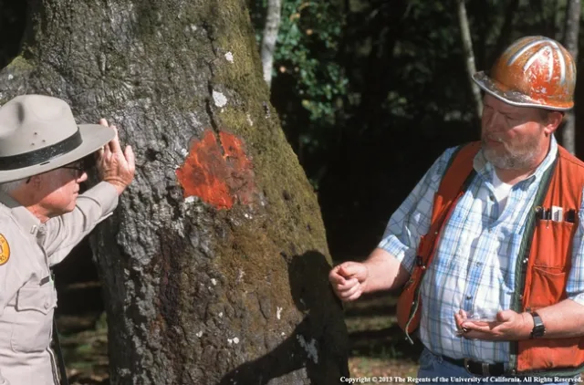 Sudden oak death bark sampling. (Photo: Evett Kilmartin)
