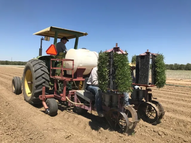 Tomato transplanting