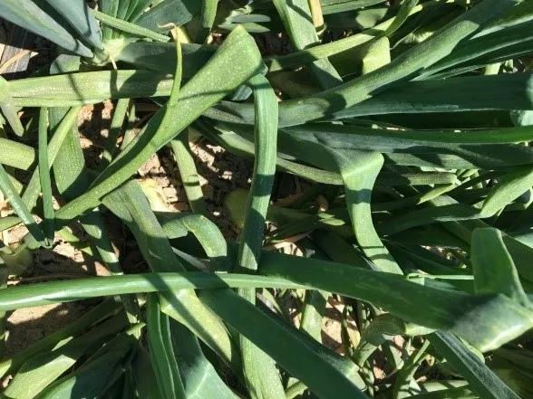 Bending of leaves in prometryn treatment