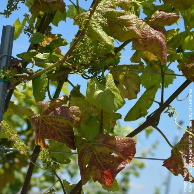 Figure 4. Young vines displaying severe potassium deficiency symptoms.