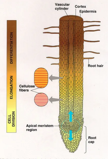 Microscopic root structure showing the zones of where cells divide, elongate and form specialized cells such as root hairs.