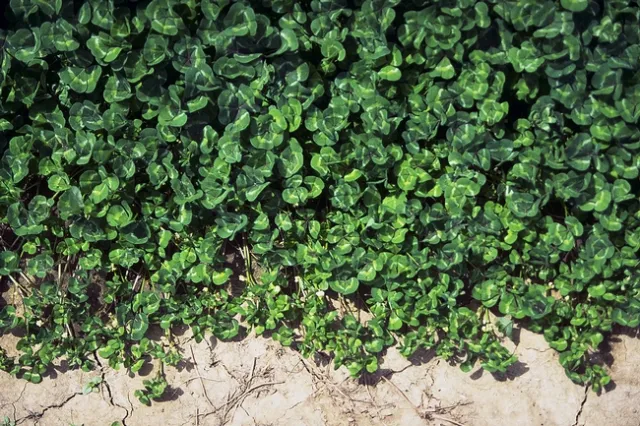 Subterranean clover. Photo courtesy of University of California.