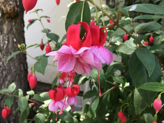 Photo By Linda Lewis-Griffith