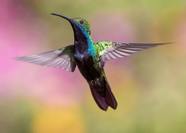 Hummingbirds, along with other birds, bats and insects, are pollinators.