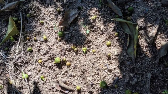 Fruit Drop in Unmulched Control