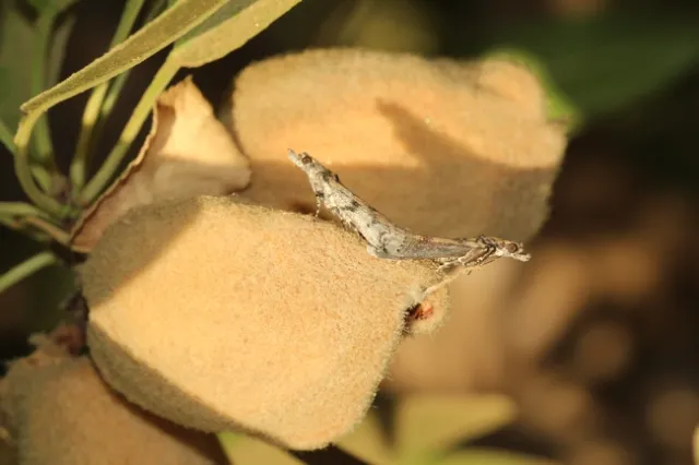 Pair of mating navel orangeworm