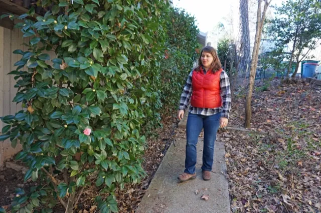 A thick hedge of camellias borders the side of the home. Although ideally homes should have a five-foot zone immediately surrounding the house clear of burnable objects and plants, she didn't have the heart to pull them all out when they were full of flower buds.