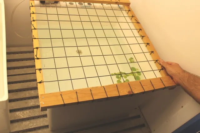 Photo 3. Laboratory evaluation of South American spongeplant growth characteristics. Photo by John Miskella.